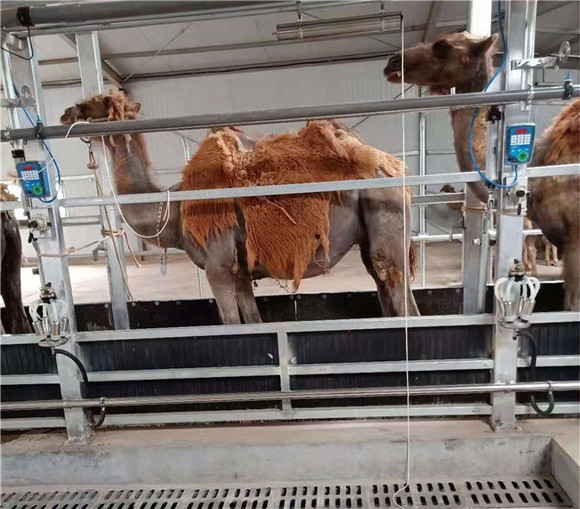 挤奶设备挤奶厅